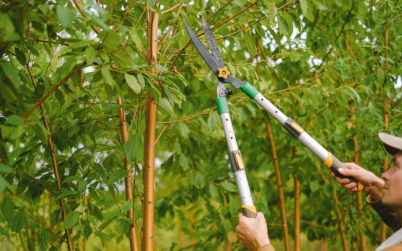 Tree trimming in East China, MI