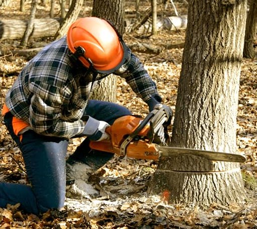 Tree Removal in East China, MI